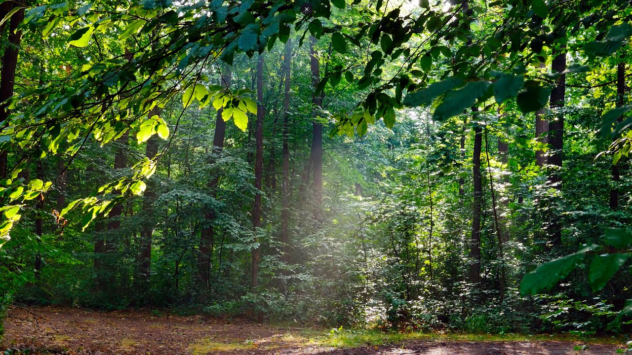 Релакс шум леса и пение птиц. Приятный лес. Утро. Солнце лес .Лесные жители. Голос в лесу.