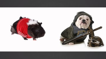 What is Content Curation?