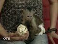 Знакомство с питомцами: обезьянка-капуцин (03.12.15)