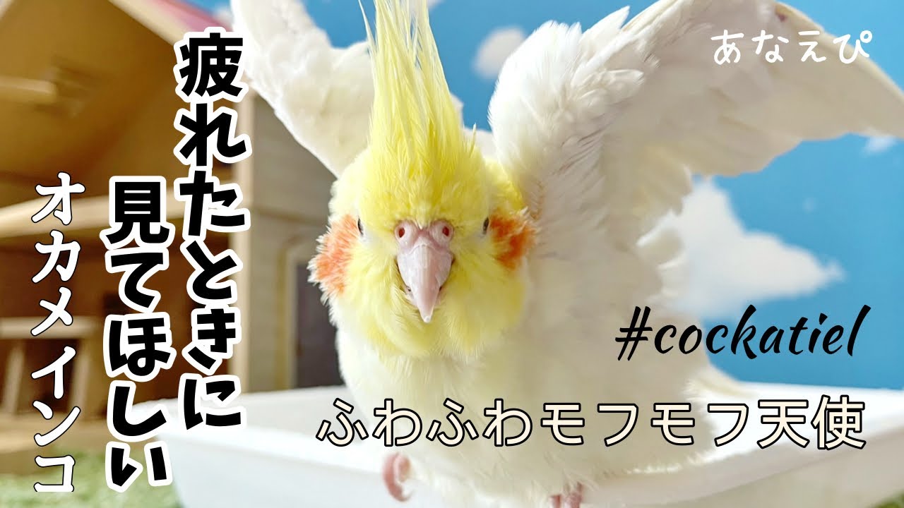オカメインコ【鳥さんに癒される】可愛すぎる水浴び｜Cockatiel - YouTube