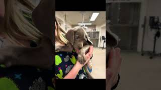 Fractured leg in a puppy that cannot afford to see a surgeon. by Krista Magnifico, DVM 1,092 views 1 month ago 5 minutes
