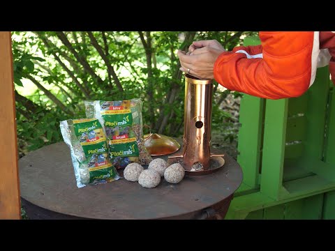 Video: Jak na jaře krmit česnek, aby byl velký a nežloutnul