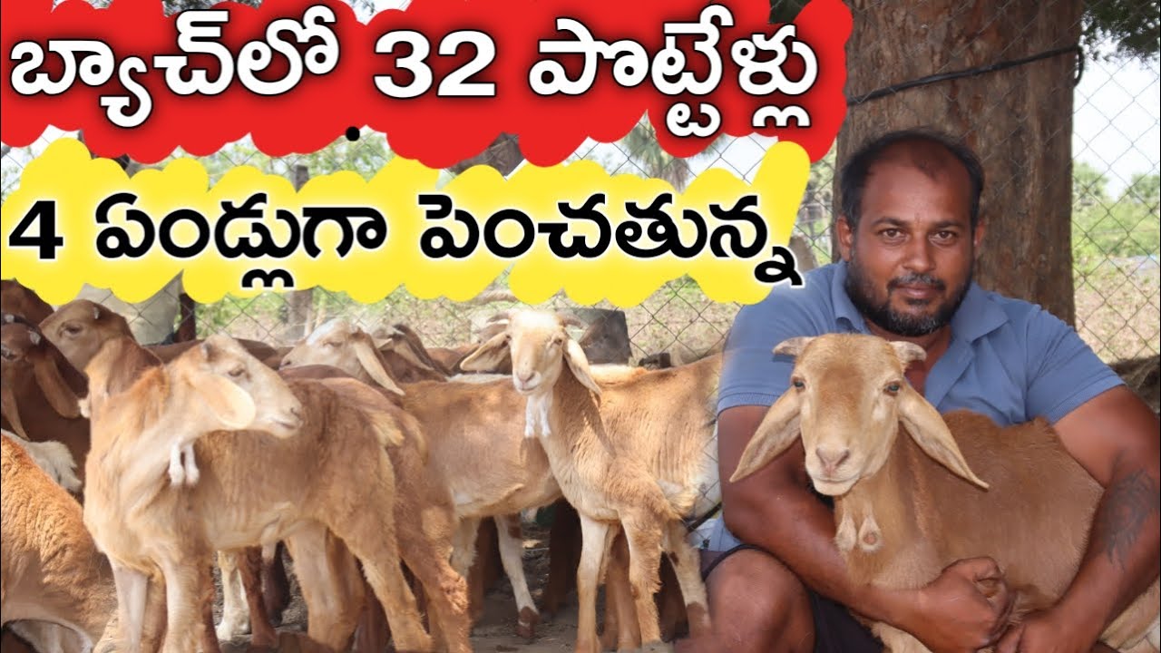 Sheep Farmer Experience | బ్యాచ్ లో 30 పొట్టేళ్లు పెంచుతున్న.. 70 వేలు మిగులుతాయి