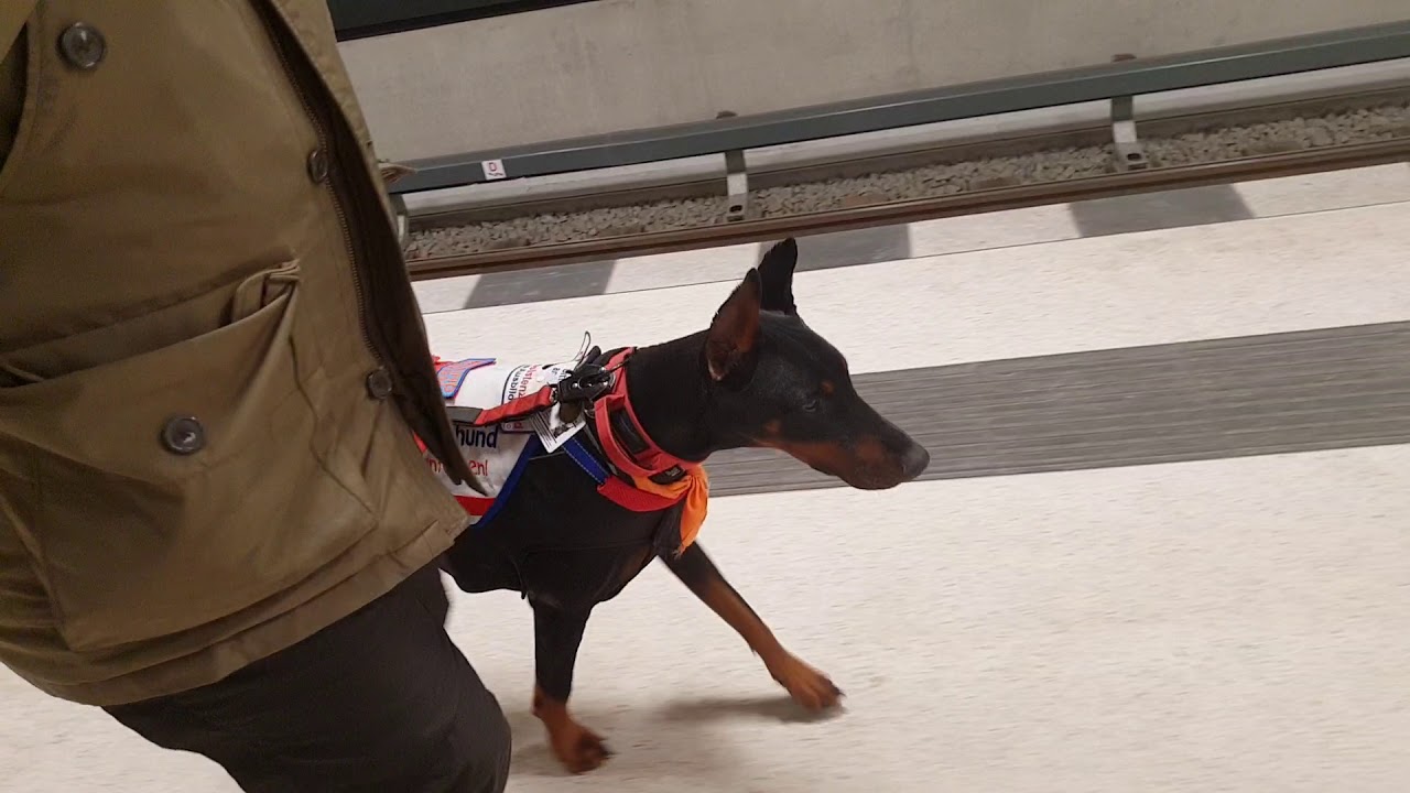 🐾Doberman Servicedog in Training 🐾