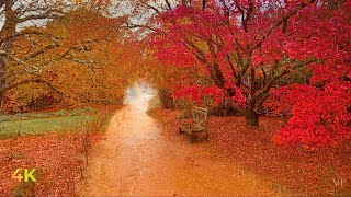 Relaxing Autumn Rain Walk for Focus & Calm | Heavy Rain Sounds, Fall Colors & Nature Ambience in 4K