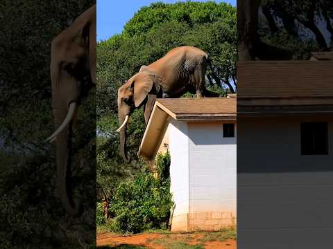 'Shocking! Wild Elephant Climbs Rooftop – #ElephantRescue #Wildlife #CrazyMoments #Shorts'