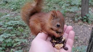 Маленький бельчонок и большая белка / Baby squirrel and adult squirrel