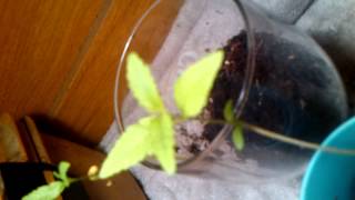 Crappy litrle grow 7: Getting bigger