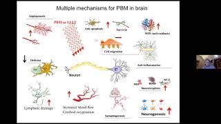 Michael R Hamblin discusses history and mechanisms of photobiomodulation for brain disorders