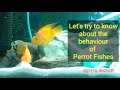 Parrot fish fight  making hidden place for privacy  all about parrot fish  aquarium