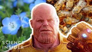 What If Thanos Really Had Eliminated 50% Of All Life, Like In 'Avengers: Infinity War'