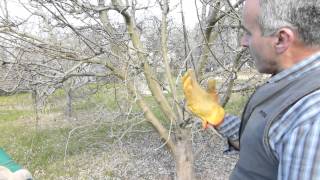 Principles of pruning a vase shape apple tree
