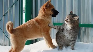 Funny Pets | 2024😂 Funny Dogs And Funny Cats Videos 🐱 🐕 😄P.19