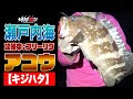 【フリーリグでキジハタ攻略!】フリーリグを解説しながらランカーキジハタを狙う。【地球遊び#112】