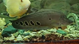 Aquarium 3 by Life and nature as it is 61 views 5 months ago 1 minute, 2 seconds