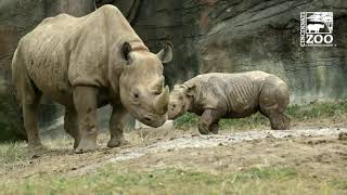 Baby Black Rhino Calf Ajani Joe Sparring with Mom  Cincinnati Zoo