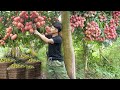 2 ans seul en fort rcolte des fruits big lychees pour les vendre sur le march thanh trieu tv