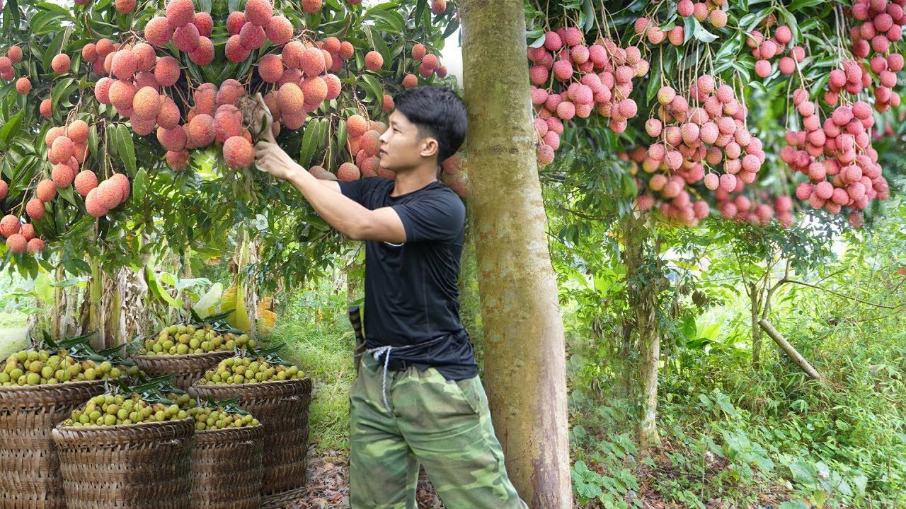 2 Years Alone in Forest. Harvesting Big Lychees fruit to market sell. Thanh Trieu TV
