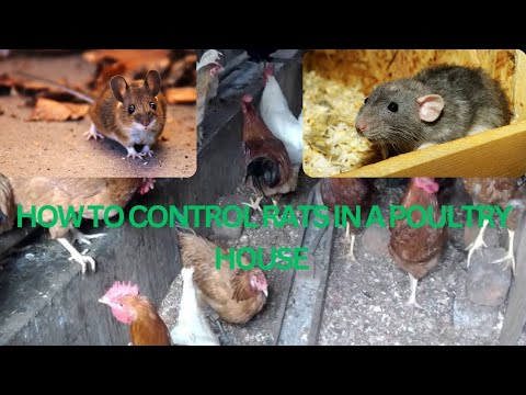 Video: Ako potkany kradnú vajcia: užitočné informácie, metódy kontroly hlodavcov
