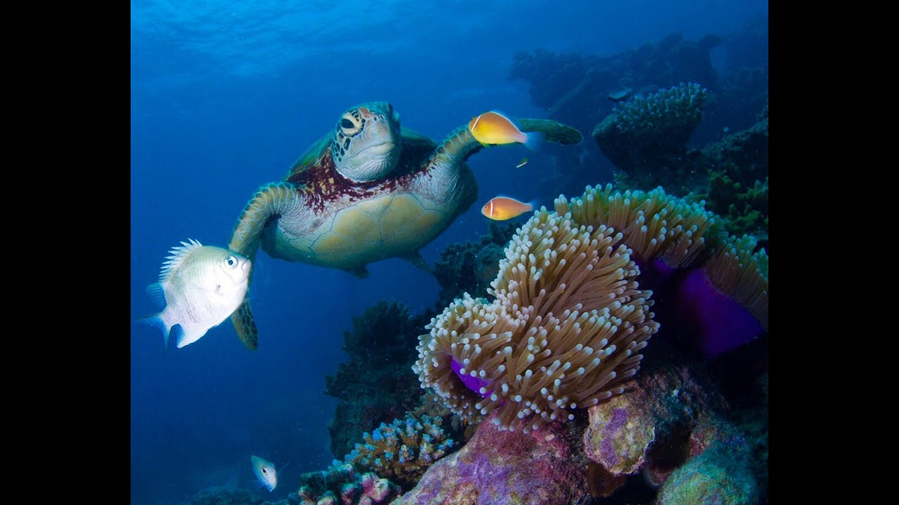 Coral Reef-Instant Anxiety and Stress Relief, Sounds for Study, Great Therapy for Mind, Body & Soul