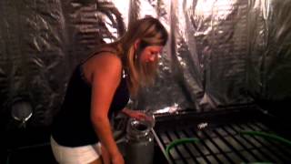 LED Weed Girls Chrissy Flower Room Set Up Medical Cannabis LED Grow part 4