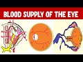 From arteries to arcades understanding blood supply of eyeball