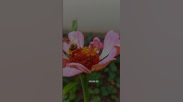 سورة النحل - الآية {68}.Surah An-Nahl القرآن الكريم #راحة_نفسية