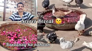 Gola Kabootar Basane Ka Number 1 Nahaan All Seasons Dhamaky Daar Nahaan