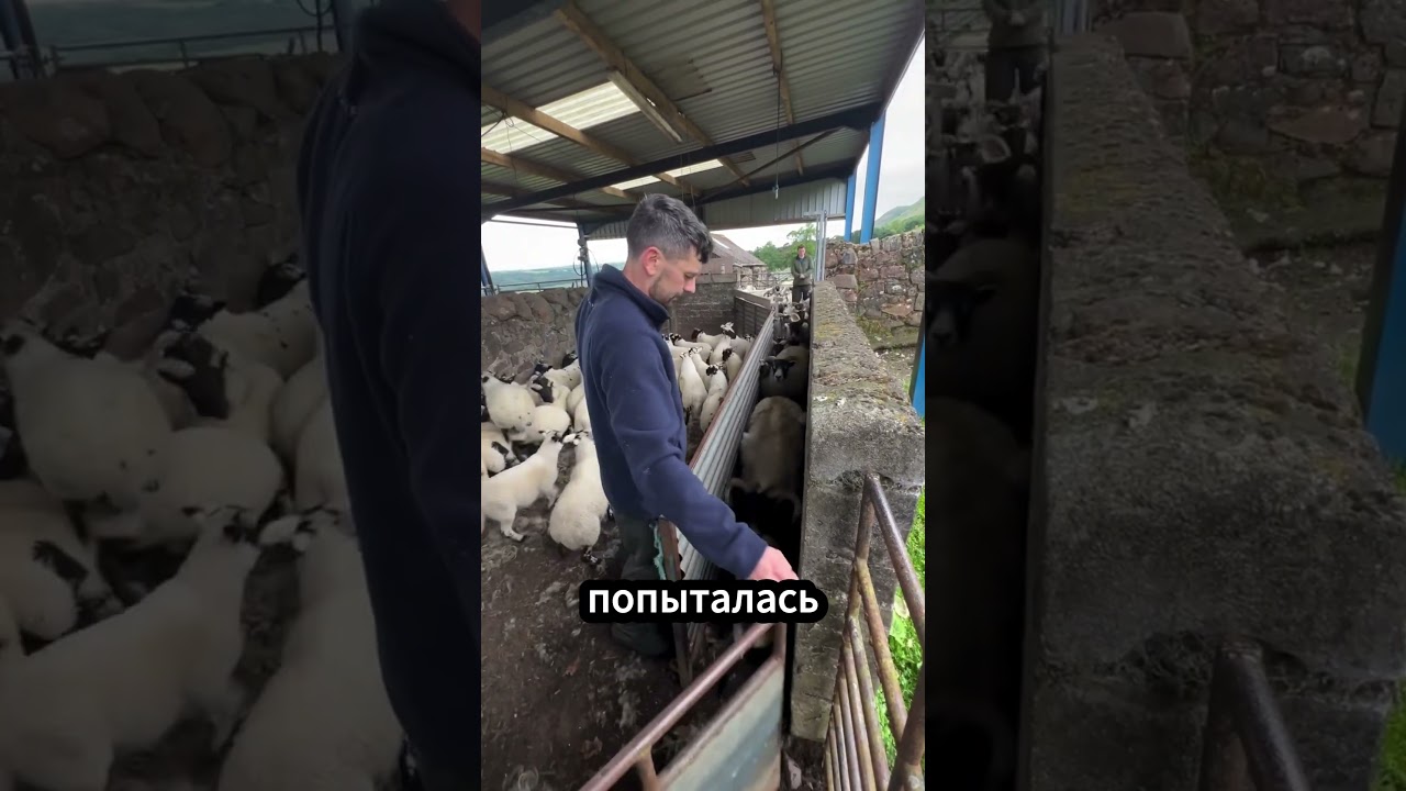😂🐑Пастух пытался разделить овец, но они устроили хаос