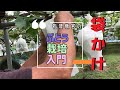 【#ぶどう栽培入門18】袋かけ（＋仕上げの摘粒）