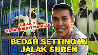 SETTINGAN JALAK SUREN HARIAN DAN LOMBA || DAILY ODON || ARKHA TRAVELING