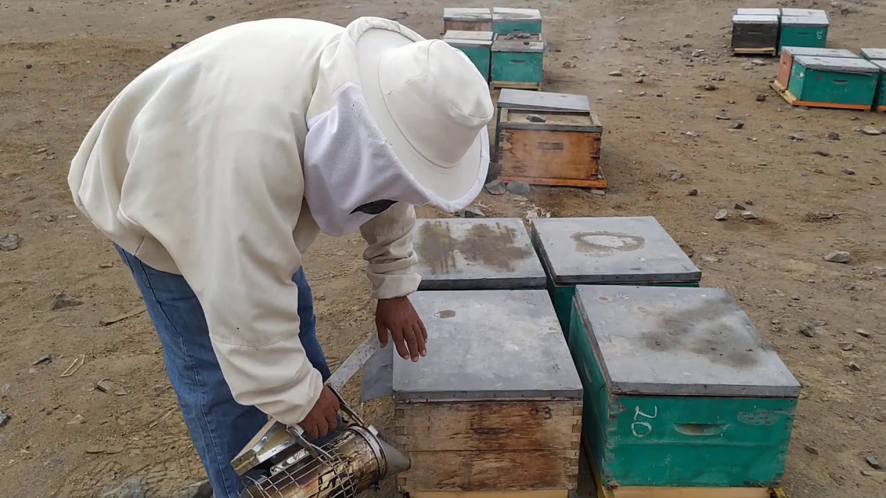 Evaluando Núcleos formados de uno y dos marcos de cría-Temporada 2020