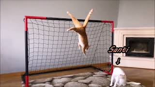 #cat #goalkeeper #goals  Cat talent as goalkeeper