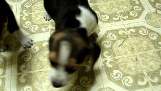 Beagle Puppies Harassing Mom