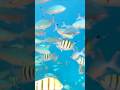 Beautiful.  #egypt #marsaalam #fish #vitaliy6447 #snorkeling #animals #tropical #shorts #underwater