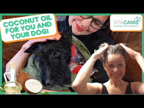 COCONUT OIL HEALTH BENEFITS - COCONUT OIL FOR DOGS