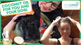 COCONUT OIL HEALTH BENEFITS - COCONUT OIL FOR DOGS by Jitka Krizo Averis 1,016 views 3 years ago 6 minutes, 27 seconds