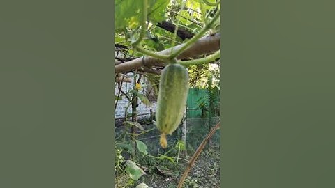 Comcumber 🩷🤪#video #shortvideo #shortsviral #shortsvideo #trendingshorts #trending #bottlegourd