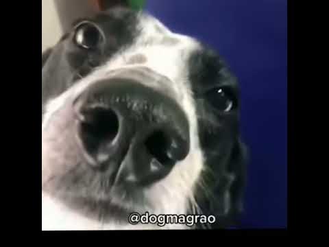 CACHORRO SAFADO - MEME PRA STATUS - YouTube