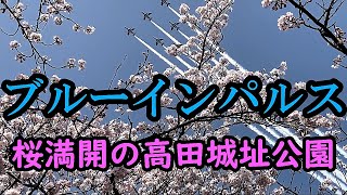 桜満開🌸高田公園上空をブルーインパルスが鮮やかに舞う❗️【リフ旅新潟編】