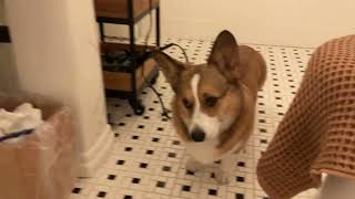 Corgi confused by bathtub noises