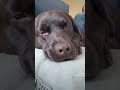 Labrador puppy lazy cute