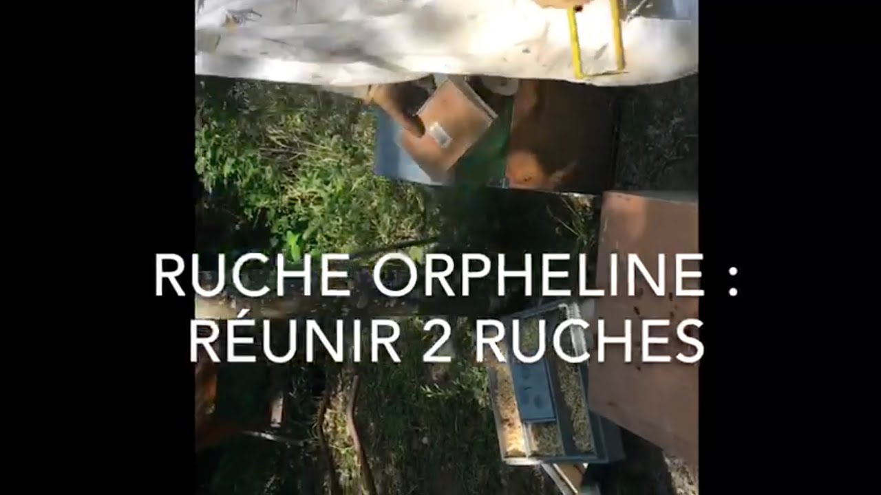 Comment réunir deux ruches ?