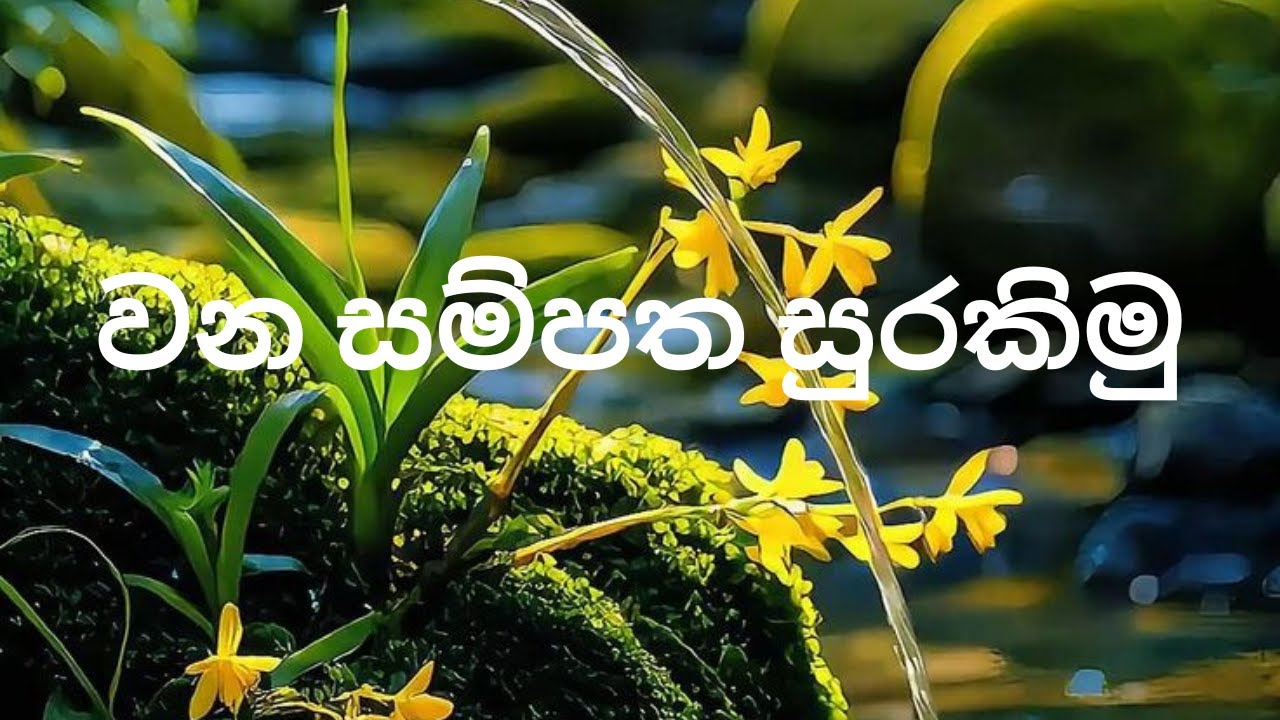 වන සම්පත සුරකිමු