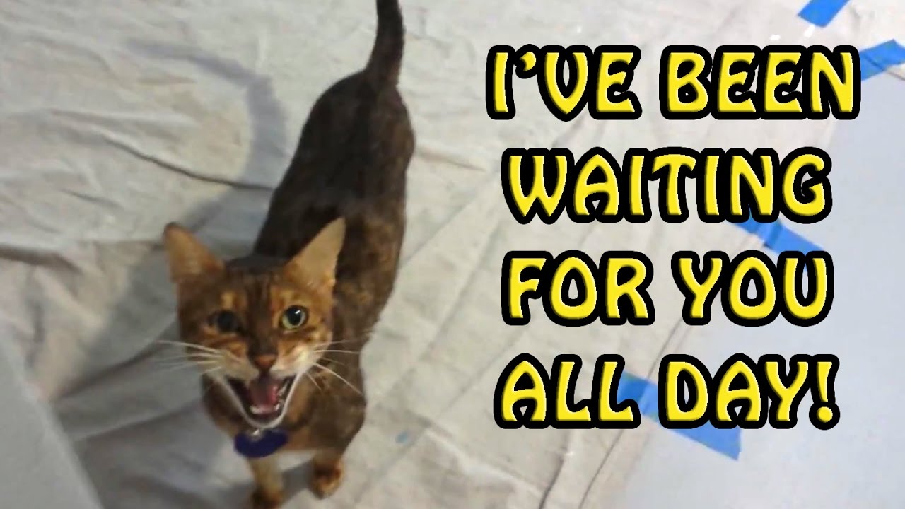  Cats  Welcoming Owners  Home Compilation 2021 NEW YouTube