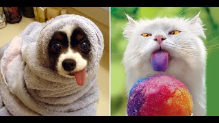 😹Beste Lustige Tiere Videos zum Totlachen 2021|Süße Katzen|Versuch nicht zu lachen Extrem Schwer #21