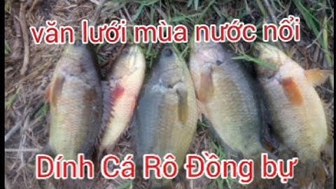 Văn Lưới Cá Mùa Nước Nổi Và Cái Kết Quá Bất Ngờ.