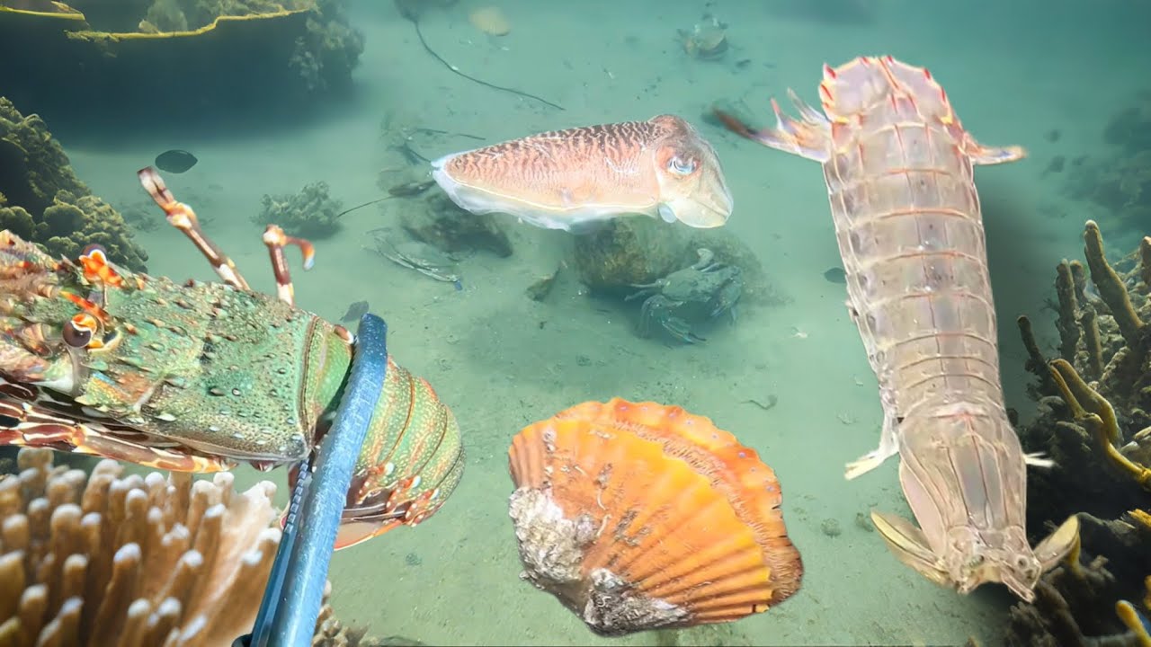 Relaxing under the sea - Diving to catch seafood, shrimp, lobster, crab, sea cucumber - January 26