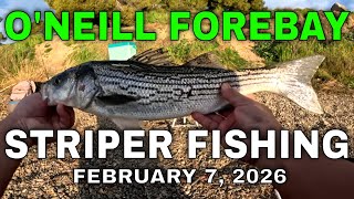 Chasing Late Winter Stripers 2/7/2026 (O'Neill Forebay Fishing)