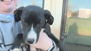 National Puppy Day: Adopt a furry friend from the Humane Society